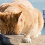 Is Your Cat’s Food as Natural as You Think? Discover the Secret to a "Natural Protein Cat Formula"