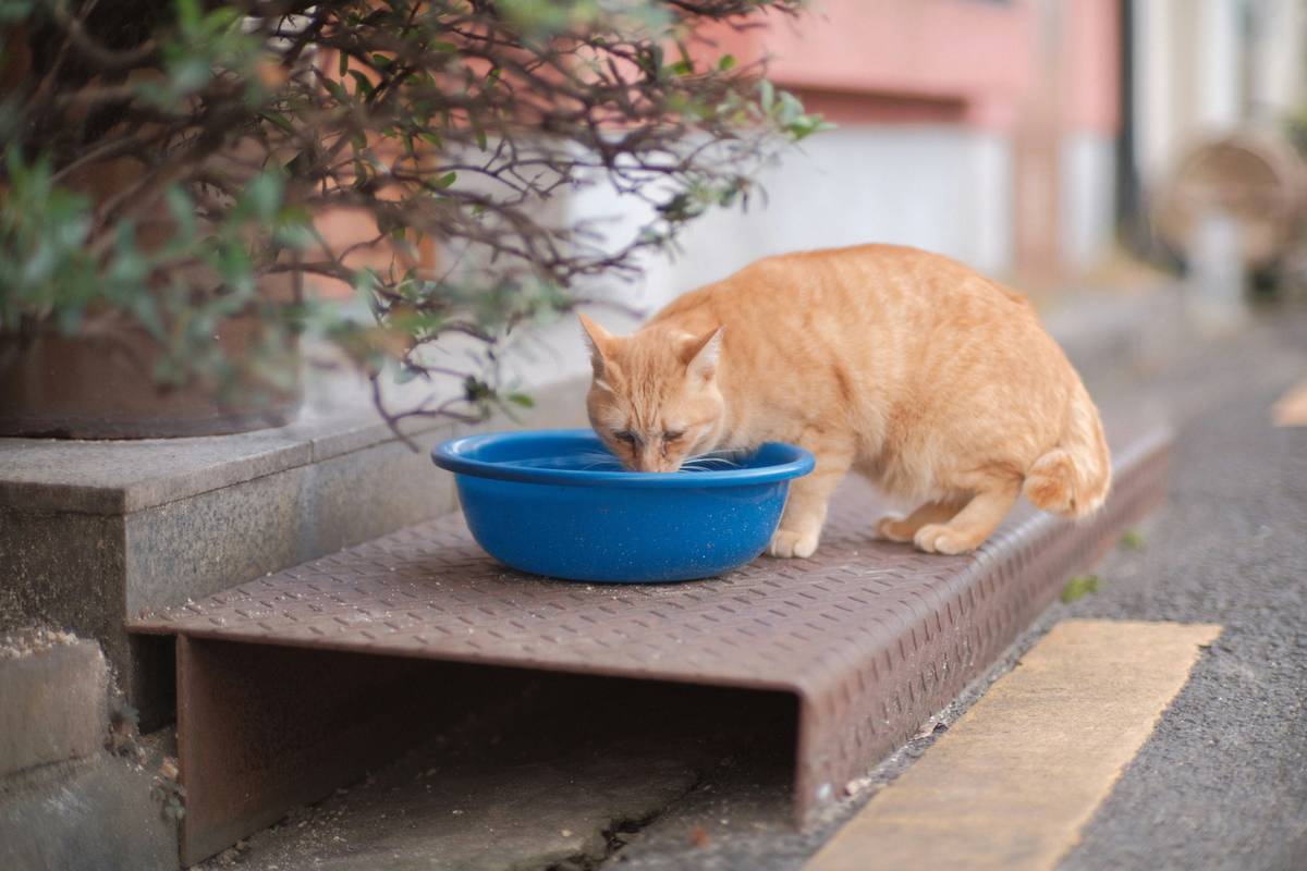 The Ultimate Guide to Crafting the Perfect Hypoallergenic Cat Meal for Your Furry Friend
