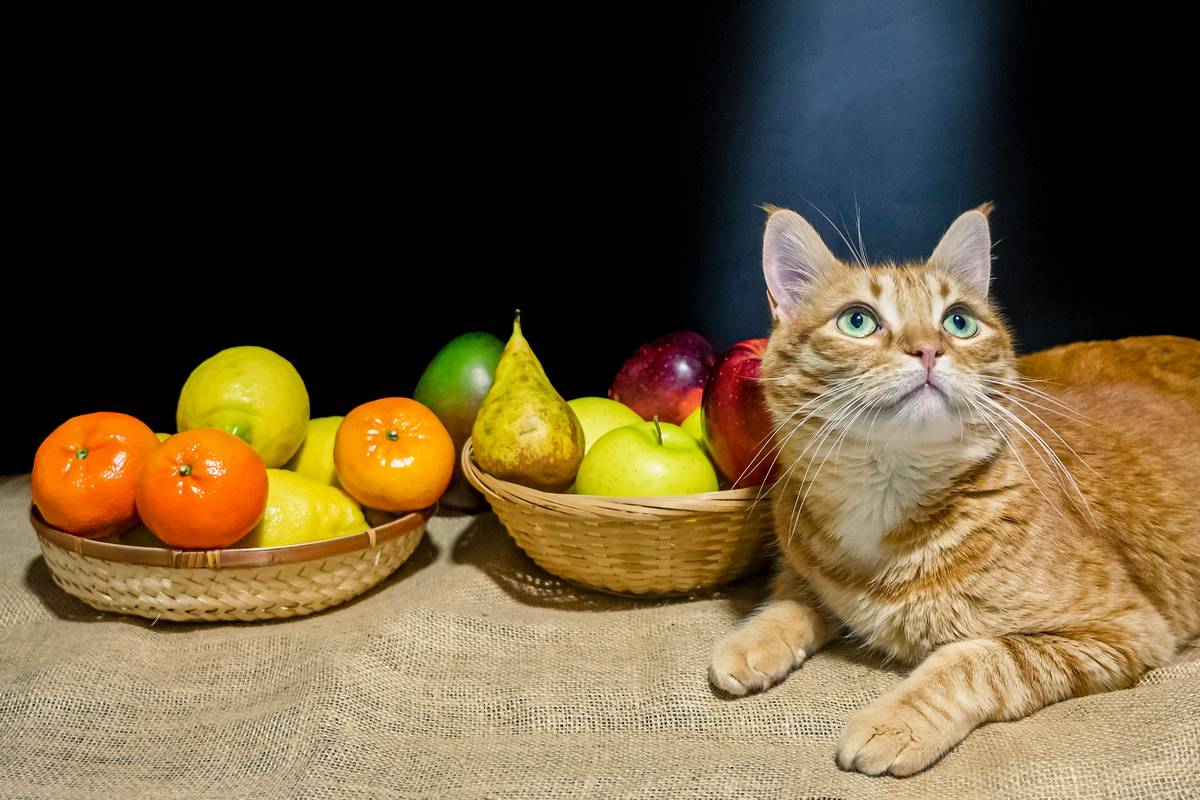 Unlock the Power of Sustainable Cat Food Ingredients for Your Feline Friend