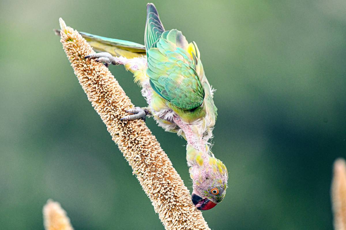 Why Your Cat Deserves a High-Purity Cat Diet (& How to Get It Right)